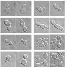 酵母遗传学图像1