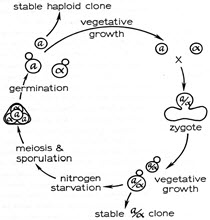 酵母遗传学图像2