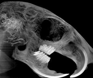 动物影像学CT扫描