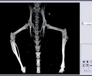 2 .动物影像学CT扫描